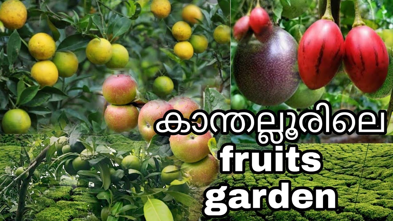 Organic Fruit Farm in Kanthalloor/munnar/ FRUITS /കാന്തല്ലൂരിലെ ഫ്രൂട്സ് തോട്ടം/kerala/sabeen sarahs