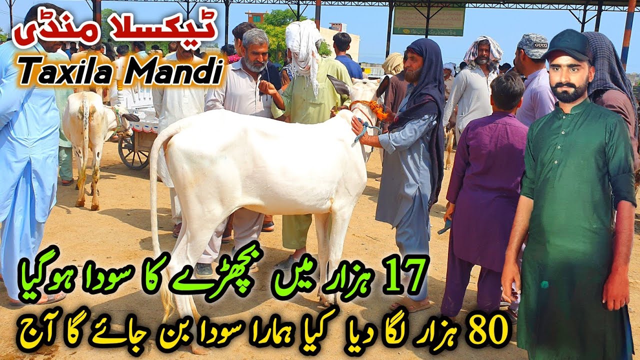 Today Taxila Mandi Latest Update 12 July 2024 | Kia Humra Soda Ban Jay Ga 🤔