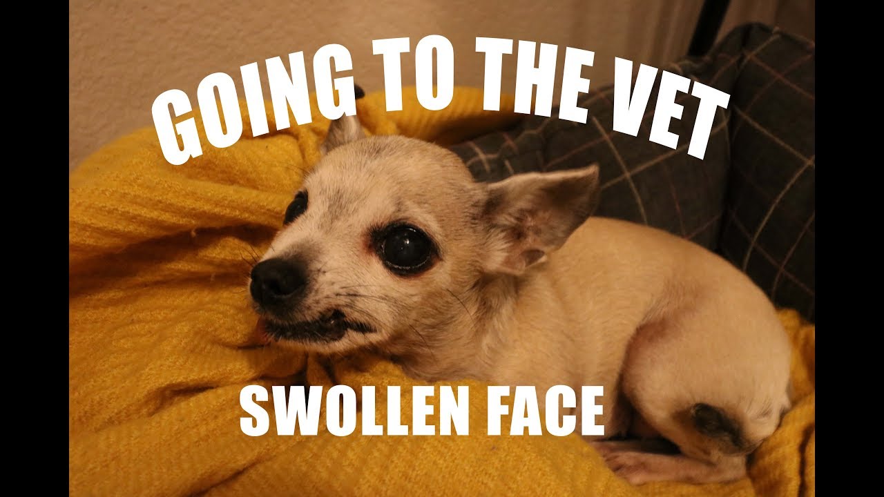 GOING TO THE VET WITH A SWOLLEN FACE
