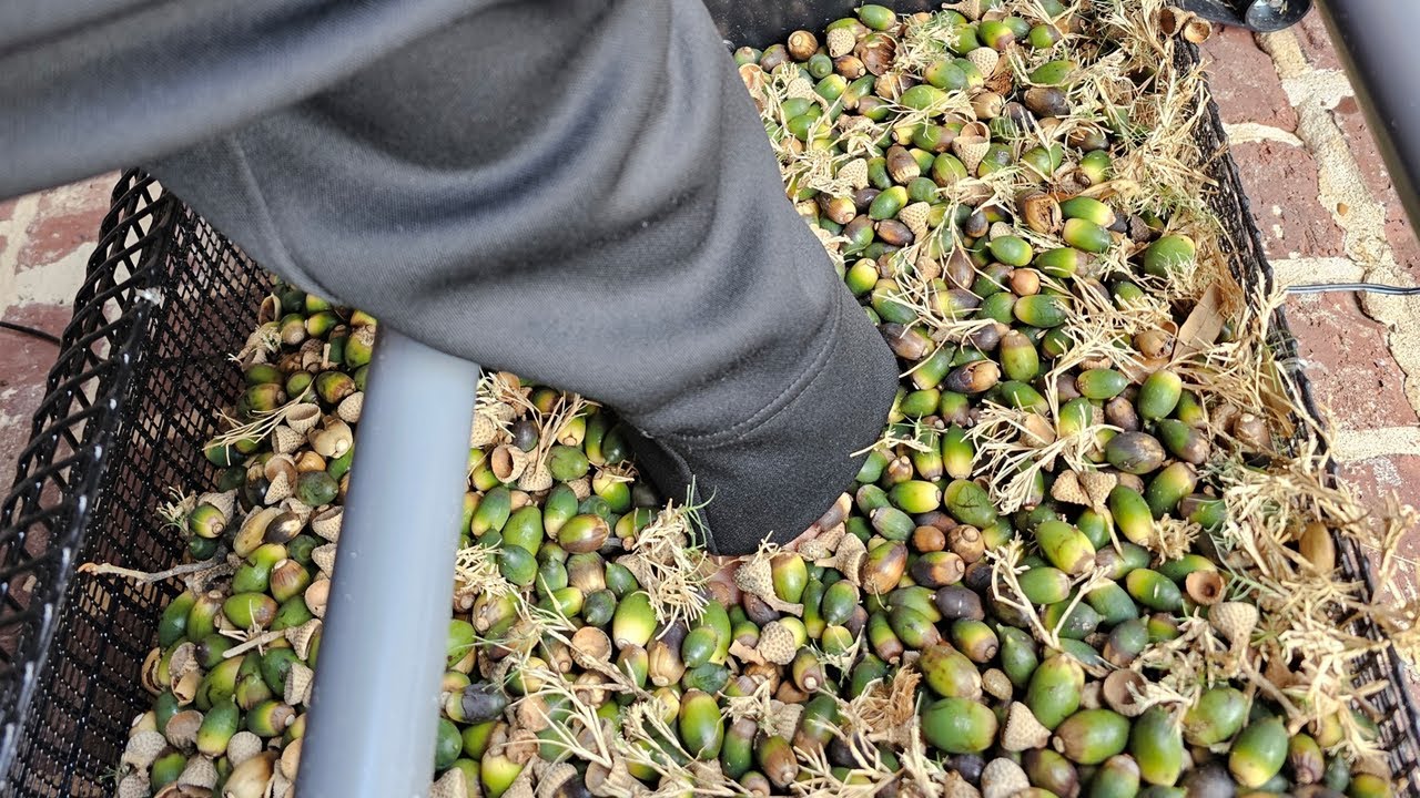 Быстро удалите желуди со своего двора (щетка для желудей Bag-a-Nut)