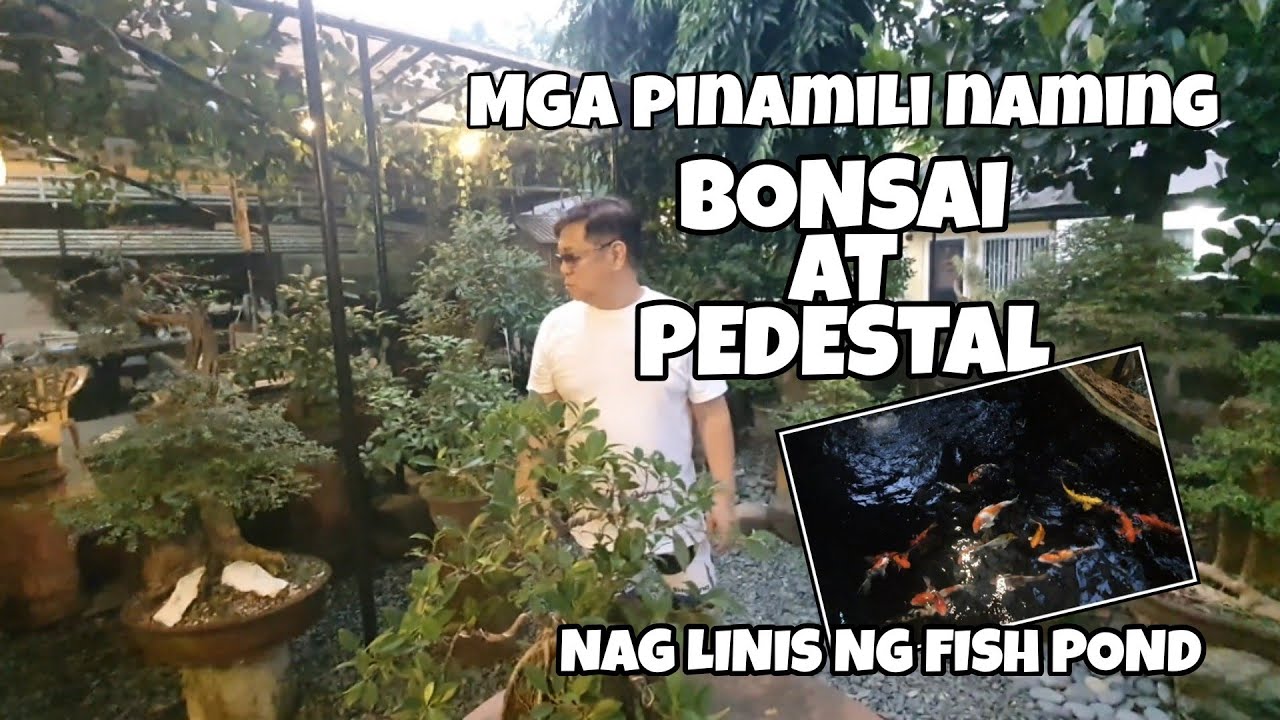 MGA PINAMILI NAMING BONSAI AT PEDESTAL + NAGLINIS KAMI NG FISH POND AT AQUARIUM
