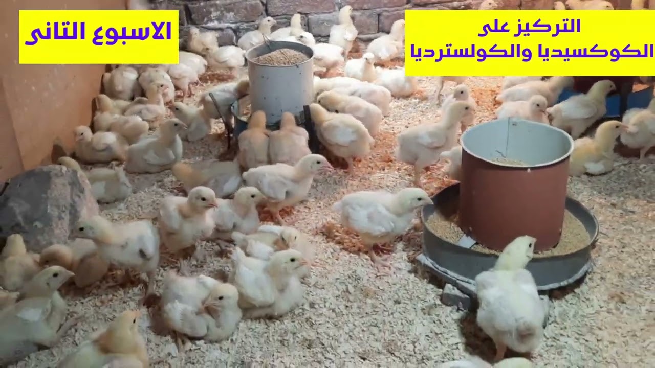 الاسبوع التانى من عمر الفراخ (حرارة وادوية ورعاية وتهوية