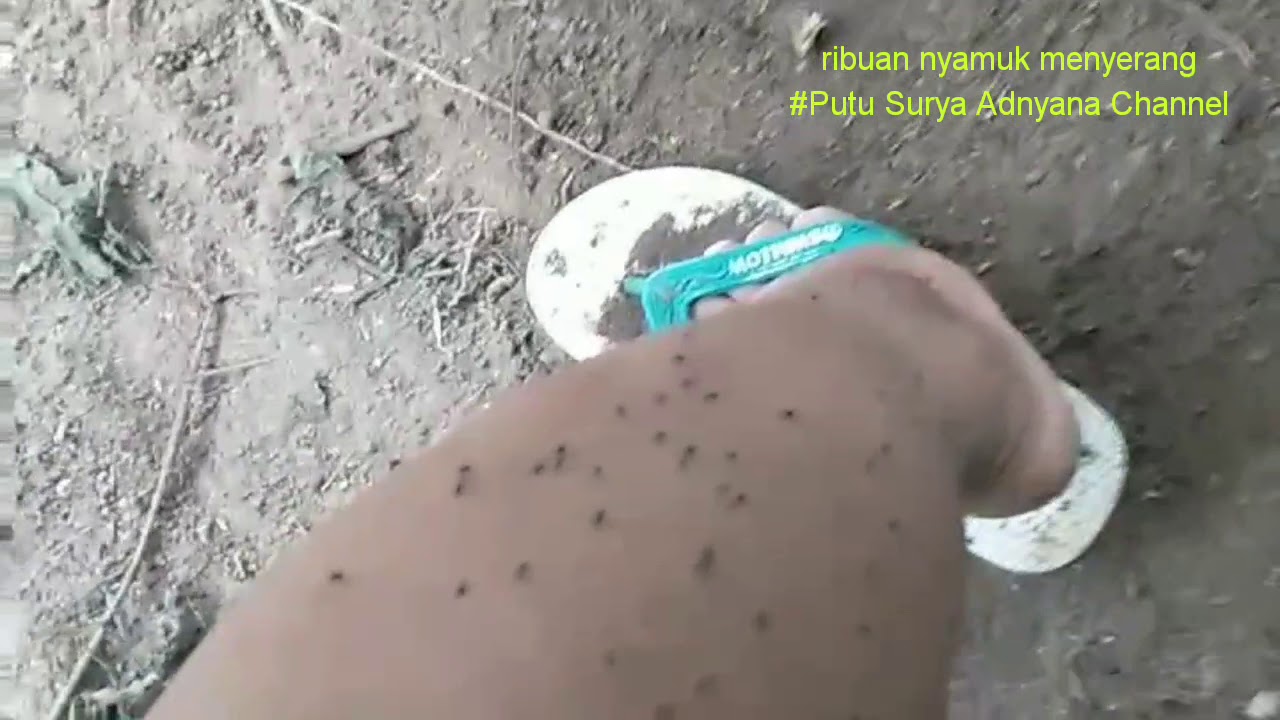 Nyamuk #Putu Surya Adnyana