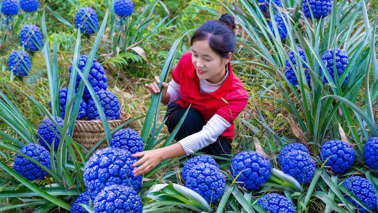 Harvest BLUE WATER PINEAPPLE goes to the market sell | Ella Daily Life