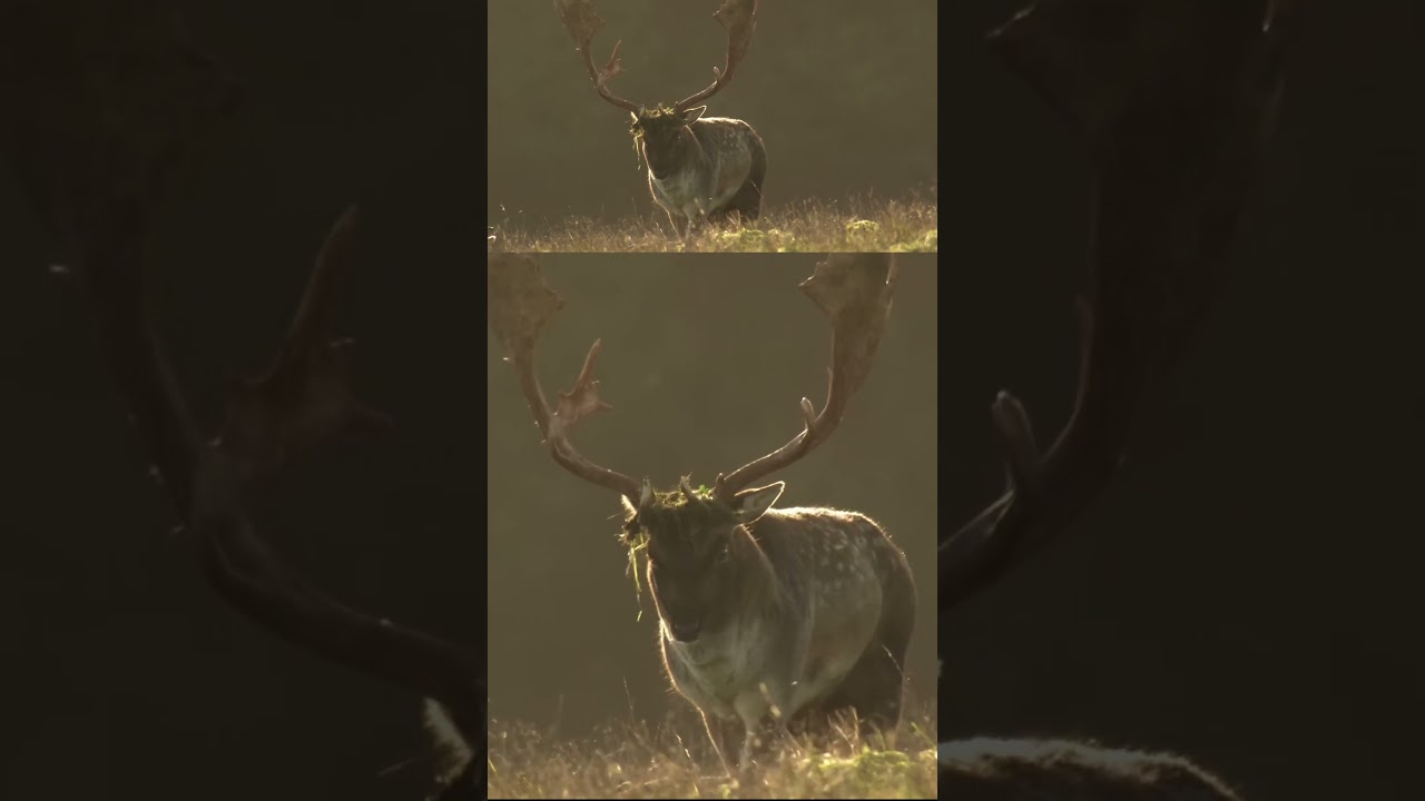 So, are they horns or antlers? #shorts #pronghorn