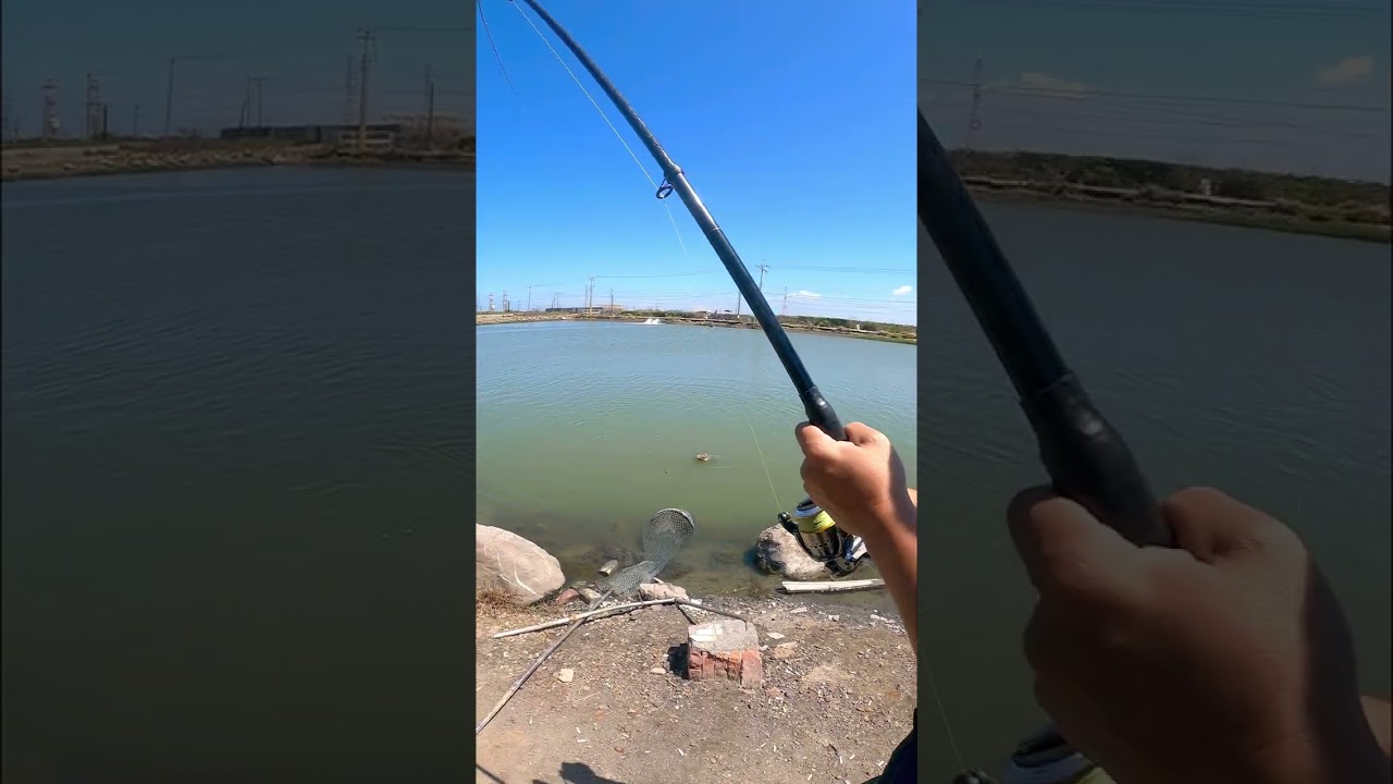 百甲鱸魚季拉爽爽#百甲海釣場#黃金石斑