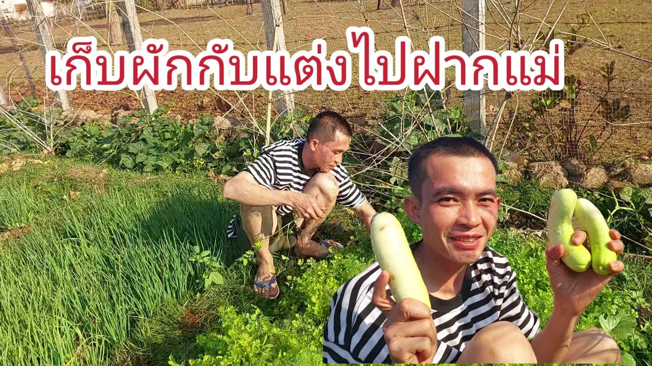 เก็บผักเก็บแตงจากสวนลงไปฝากแม่จ้า