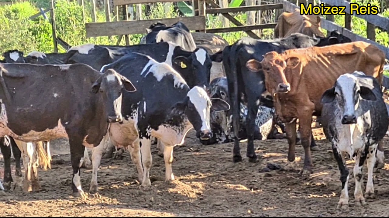 Som de fazenda Touro berrando vaca mugindo