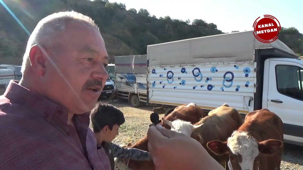 Tosya Canlı Hayvan Pazarını Sizler İçin Gezdik. Kurbanlık Hayvan Piyasasını sorduk. İyi Seyirler...