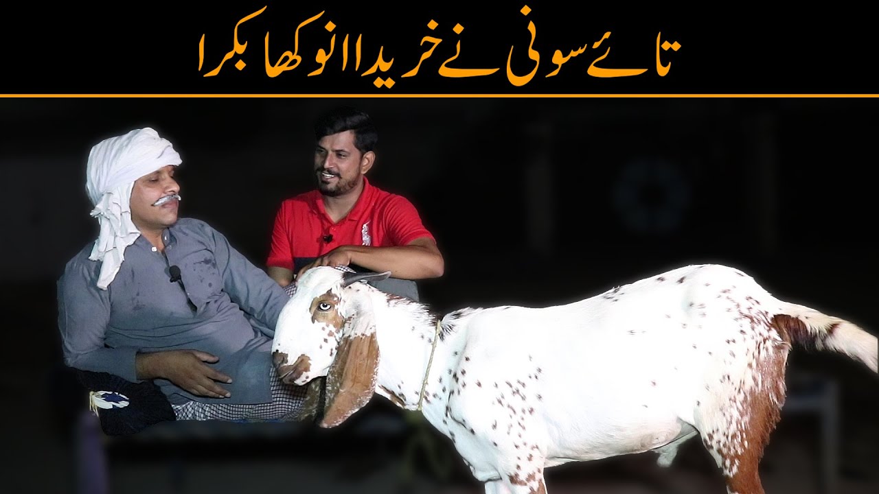 Mitha Puria Vs Ajmal Sohni 😨| Freed | Sajjad Jani Official