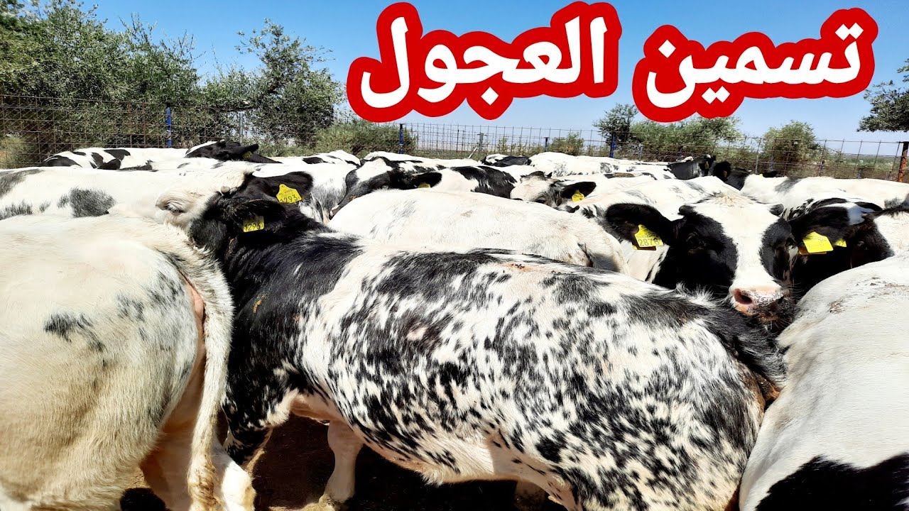 مرحلة تسمين العجول🐂🐃 بعد اربعة اشهر وعشرين يوم من شرائهم من هولاندا