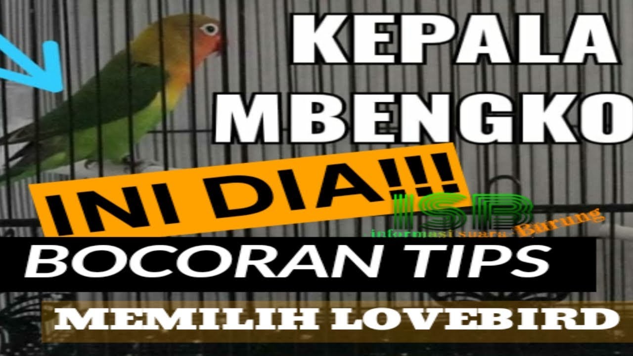 bocoran cara memilih lovebird yang bagus