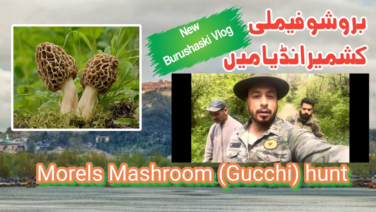 Morels Mashroom (Gucchi) hunting Expedition Kashmir India Burusho Family From Hunza Nagar