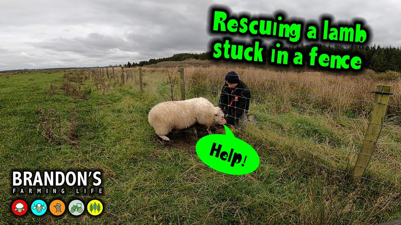 Rescuing a lamb