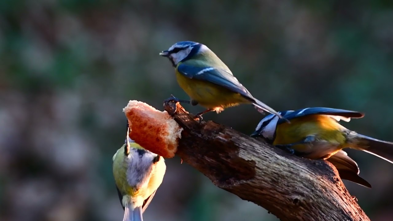 Classical music with bird sounds in background. Relaxing study music