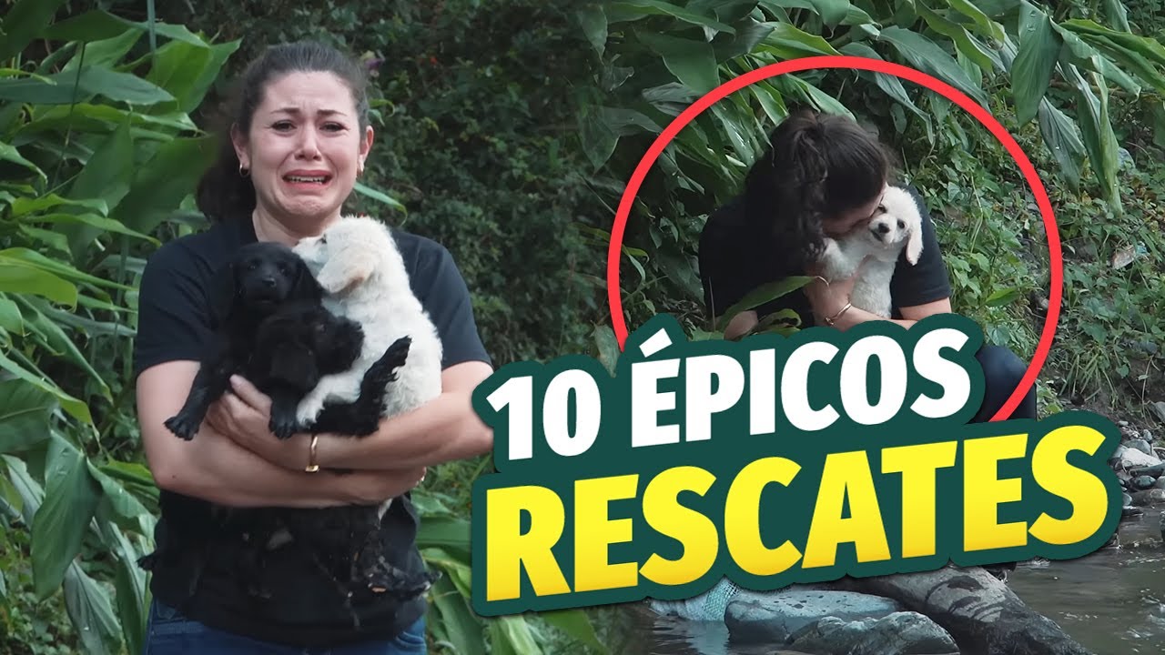 10 ANIMALES RESCATADOS por HUMANOS que te dejar&aacute;n sin palabras