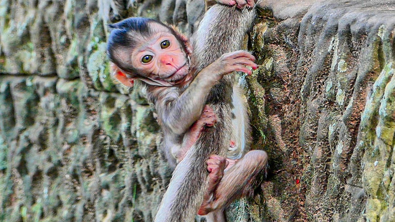 ADORABLE MONKEY BABY TIA STRUGGLES TO GRAB HER MOTHER'S TAIL CURLING UP.
