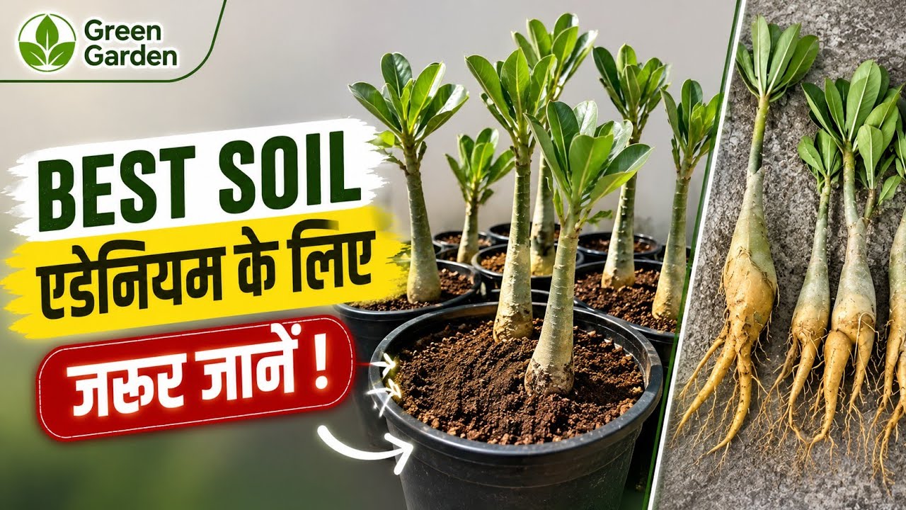 Ideal Soil for Adenium || Best adenium Soil media || How to Repotting adenium Plant ||