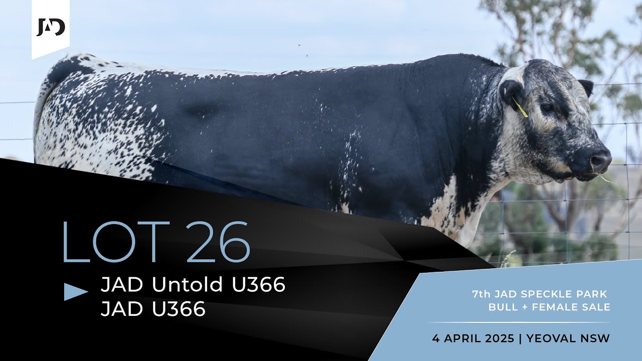 Lot 26: JAD Untold U366 (JAD U366)