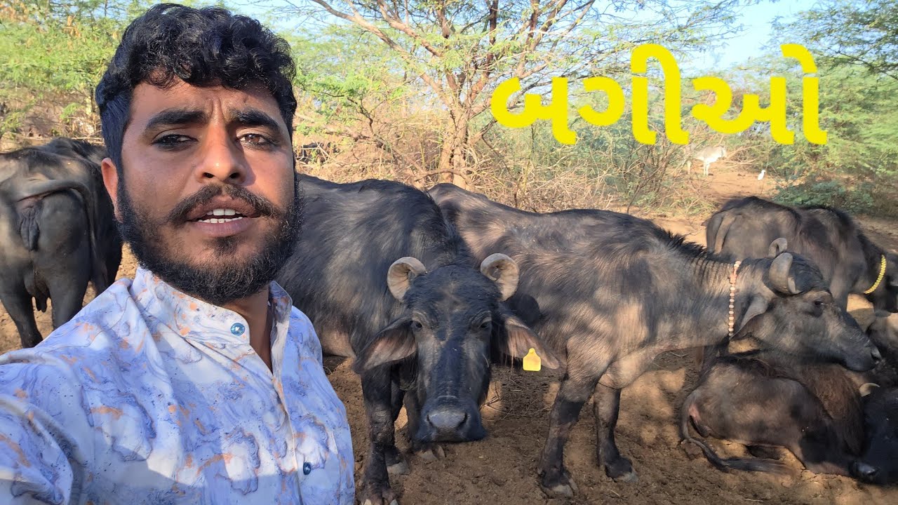 બઘીયો અને તેના બચ્ચા તમે જોયા છે?? For sell  baghiya 