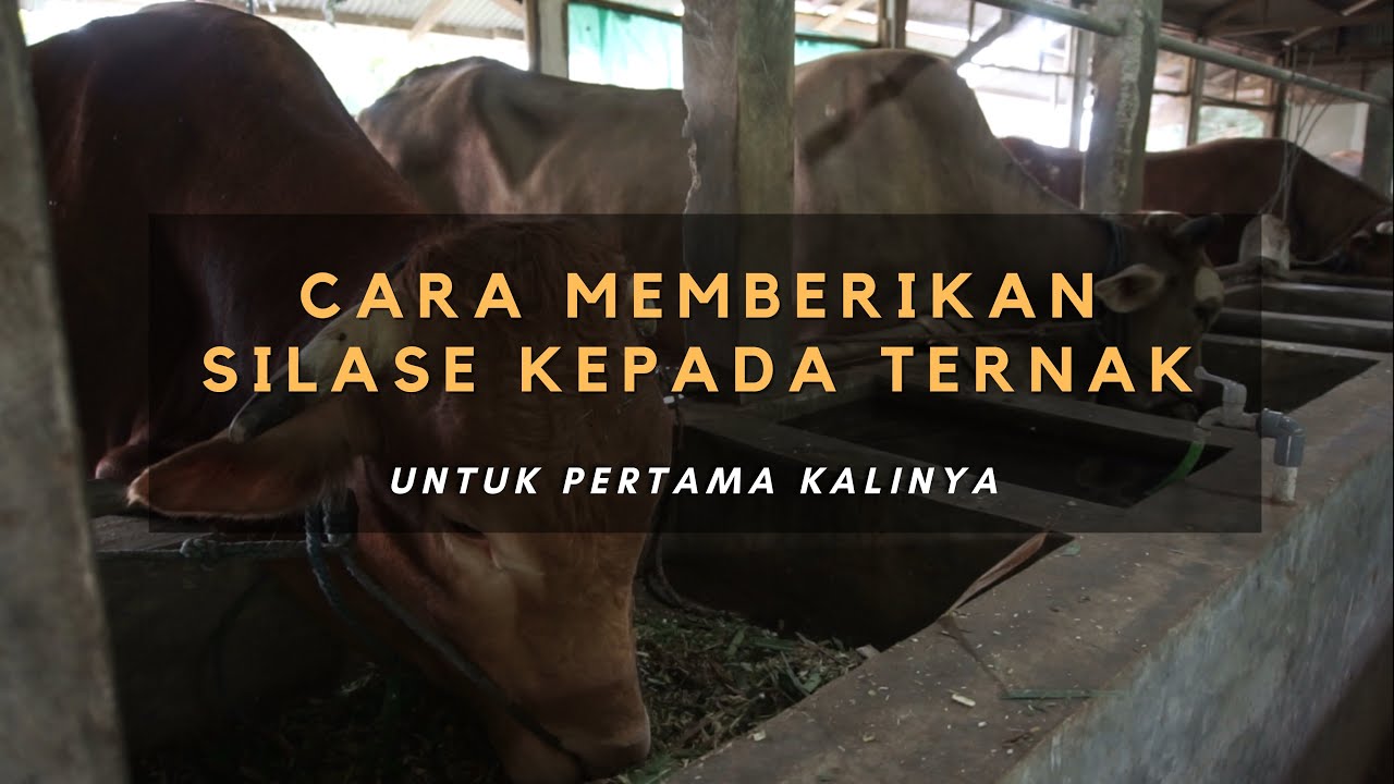 Cara Memberikan Silase Kepada Ternak Untuk Pertama Kalinya