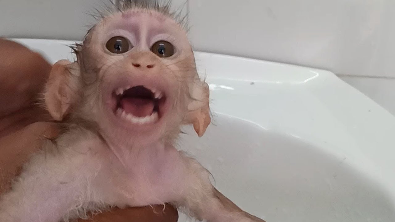 Poor baby monkey screaming loudly when her daddy take a bath with cold water for her