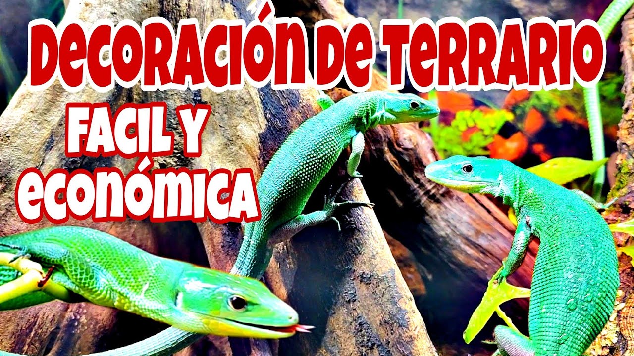 DECORACIÓN FACIL, RAPIDA Y ECONÓMICA de un TERRARIO para REPTILES! El increíble LAGARTO ESMERALDA!
