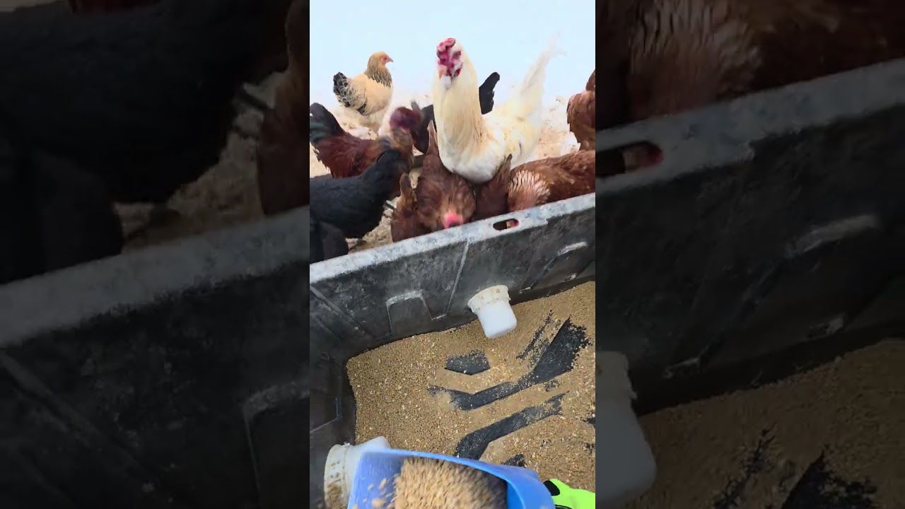 Checking on the birds today and feedin time plus pulling eggs!