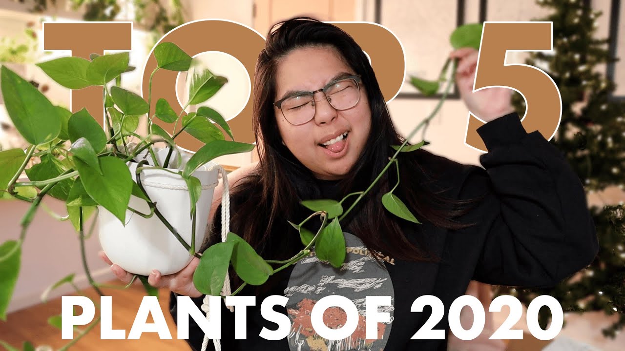 My Top 5 Favorite Plants of 2020 | Easy to Care For! | Bee's House of Plants
