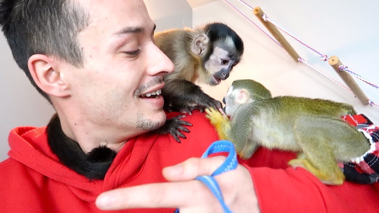 Baby Monkeys Interacting and Playing!