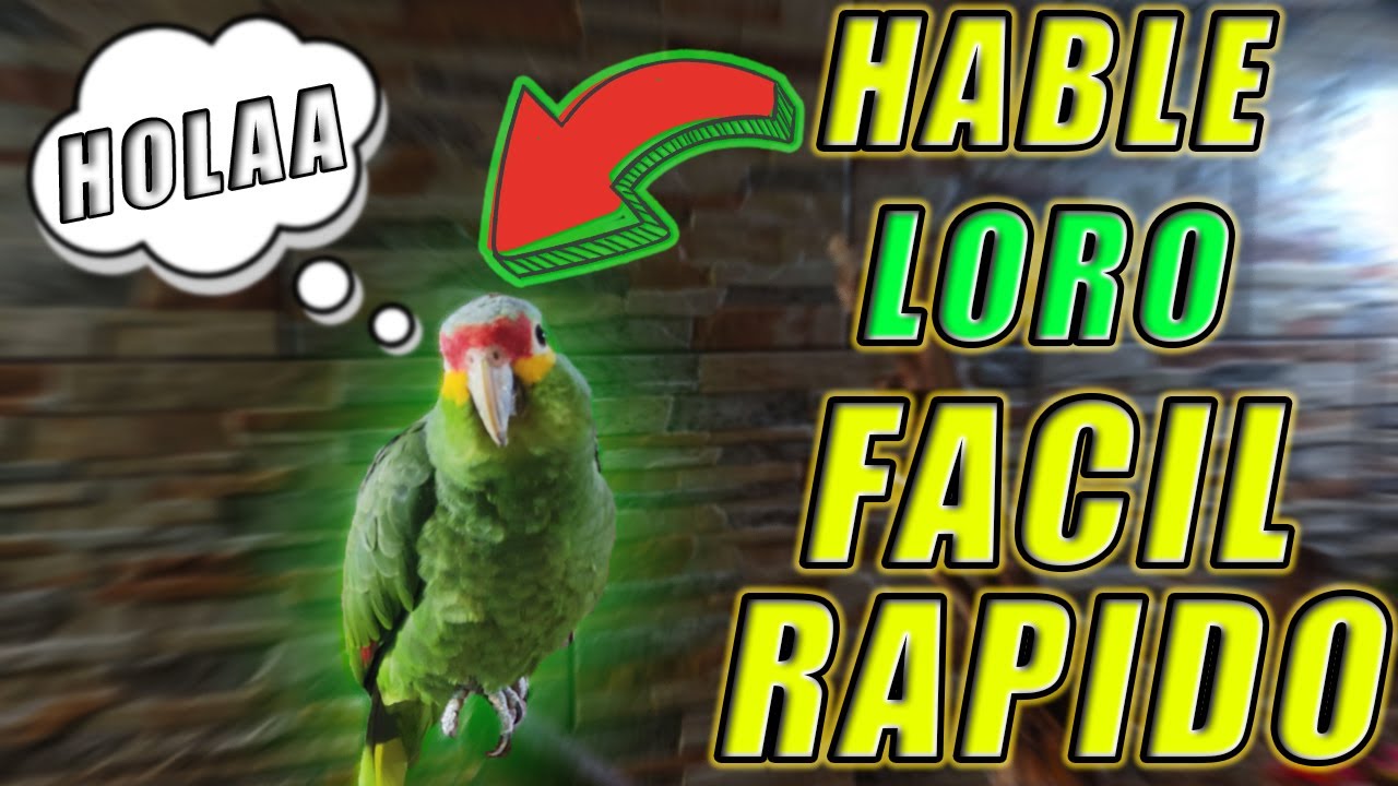 COMO ENSE&Ntilde;ARLE HABLAR a MI LORO RAPIDO y FACIL | TIPS Y CONSEJOS