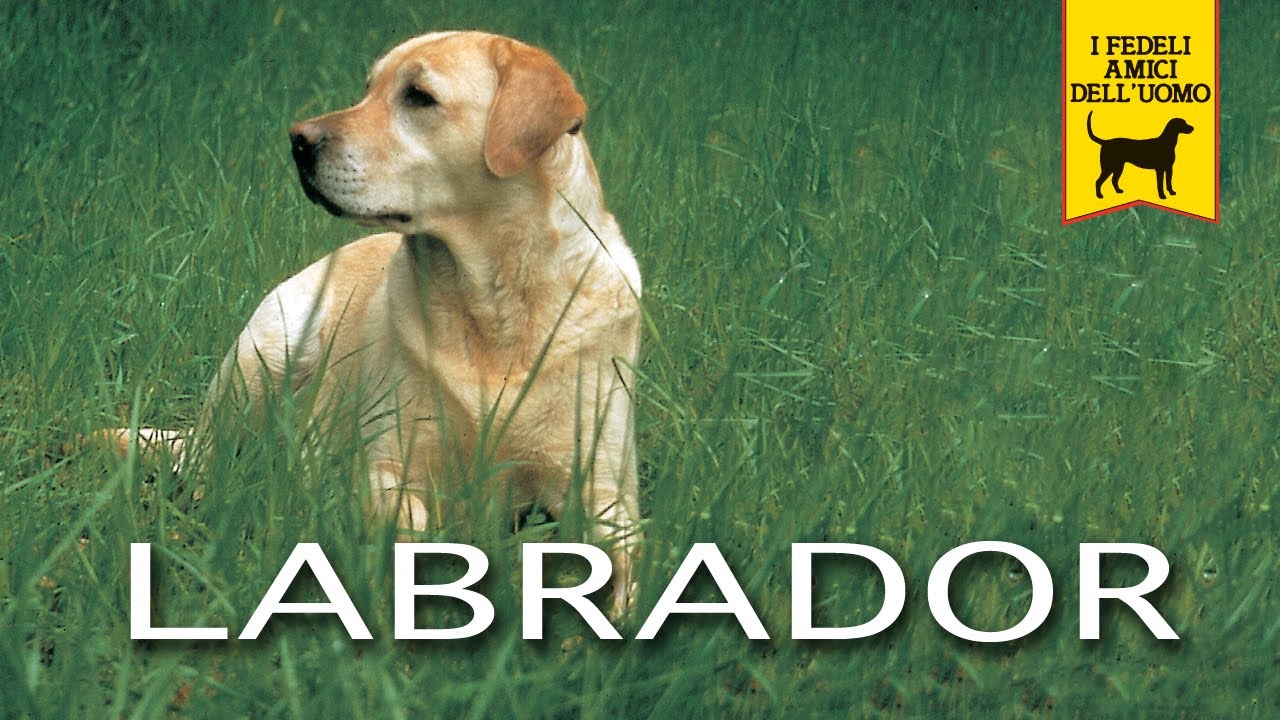 LABRADOR RETRIEVER trailer documentario