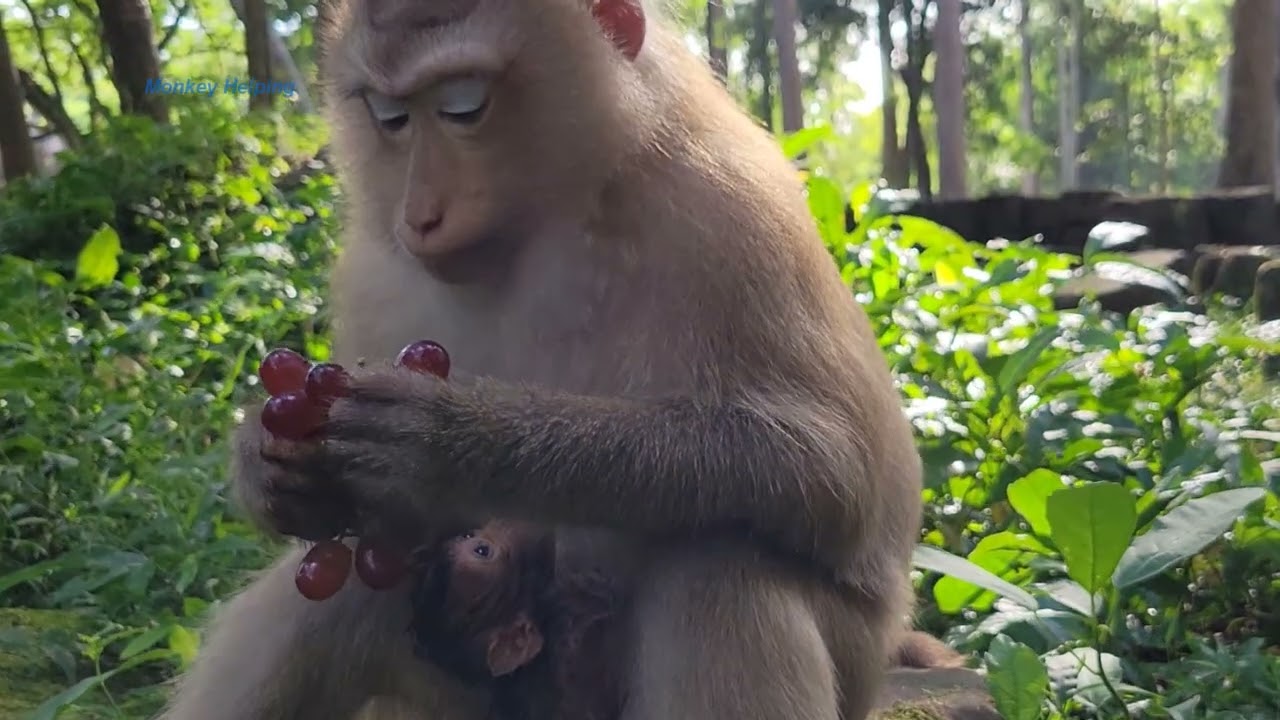 Most lovely monkey Rose so beautiful with her newborn baby