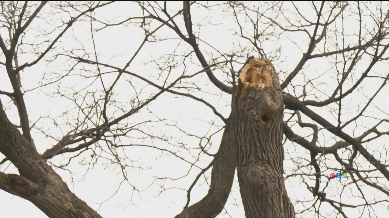 16,000 people in Quebec still without power after ice storm