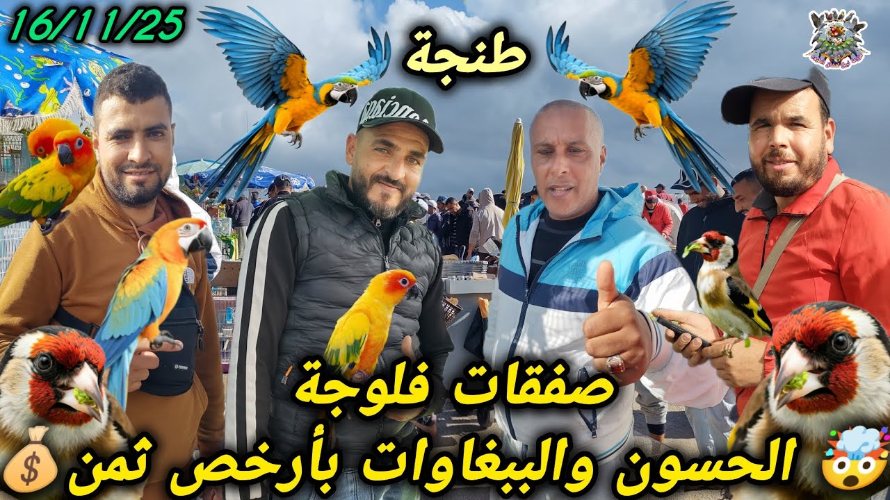 ​🛑 قف قبل أن تشتري شاهد هذا الفيديو أرخص مكان لطيور الزينة في #طنجة (الفلوجة)🦜