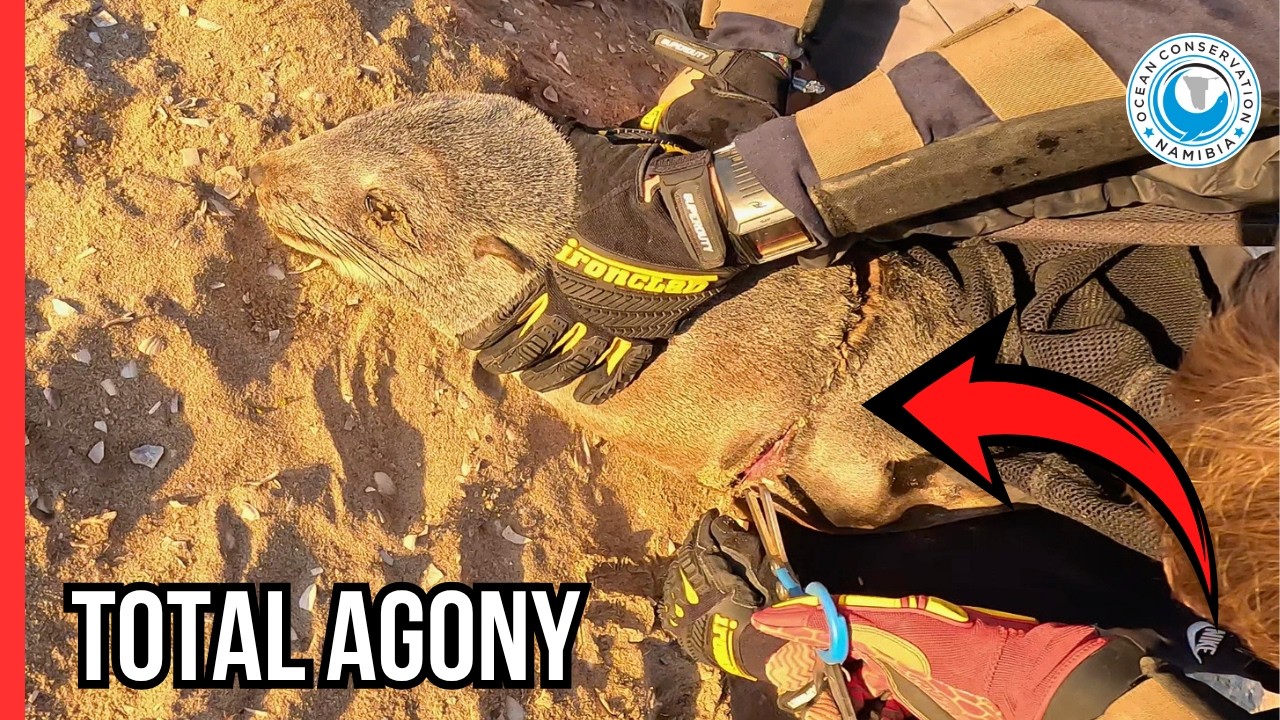 Seal Rescue: Fighting to Save a Vulnerable Life