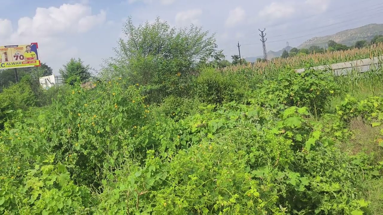 15 Bigha Zameen For Sale On Alwar Behroad Highway | Near Vijay Mandir Alwar | Ca/Wa +918432282709