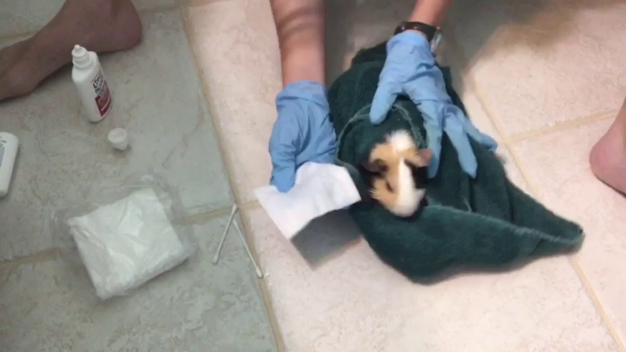 How To Treat Conjunctivitis In Guinea Pigs!