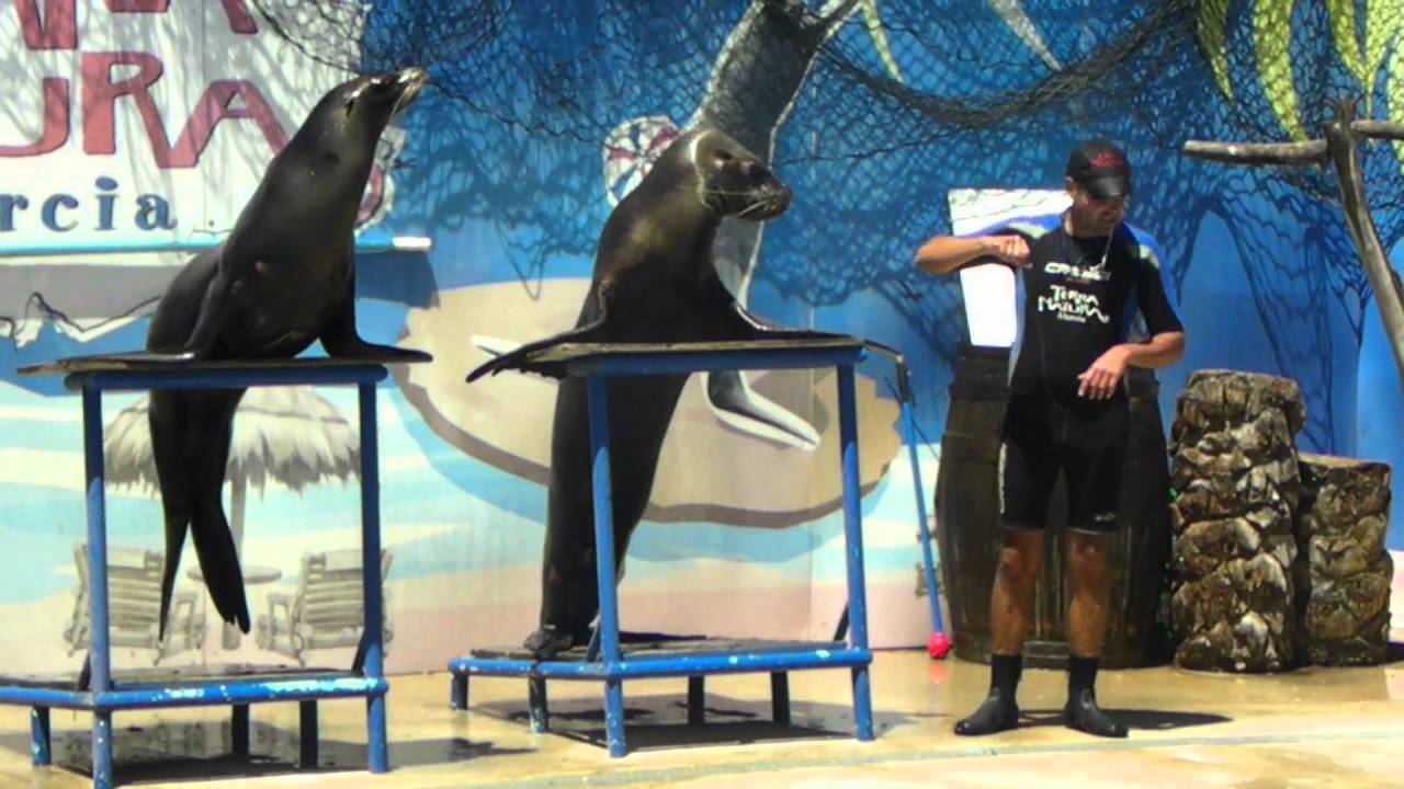Show Leones Marinos - Terra Natura Murcia