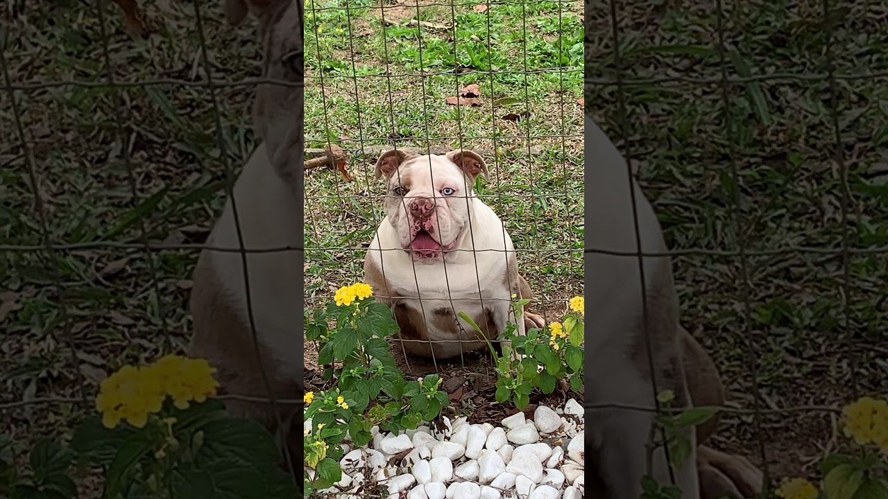Fluffy nosso Olde English Bulldogge Lilac Tricolor Merle