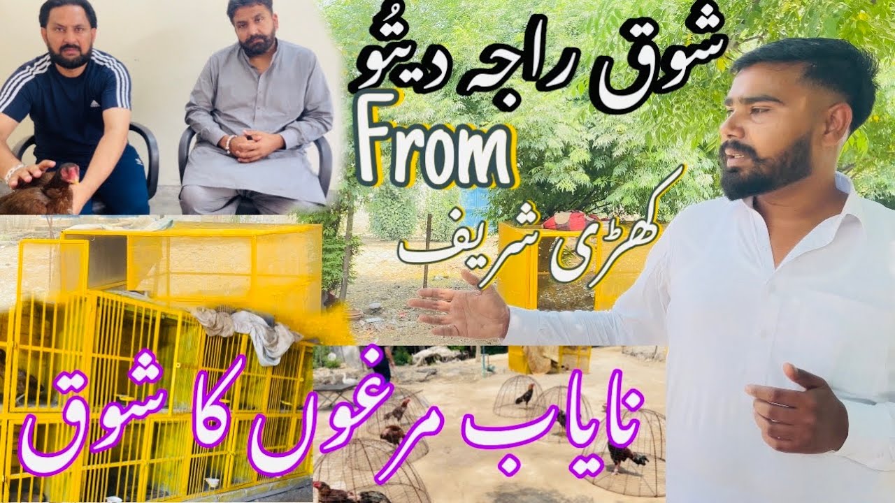 ASEEL MURG lovers RAJA Ditu From Uk🇬🇧🇬🇧🇬🇧#khizerhayat