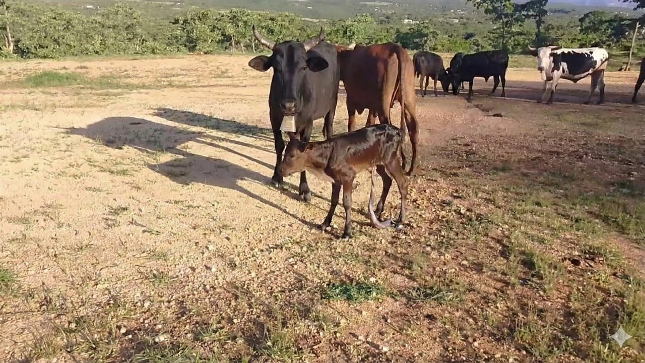 New Born Calf Still with Umbilical Cord