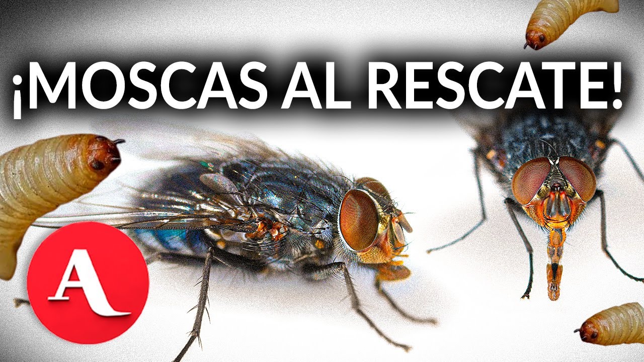 ¿Cómo es que las moscas ayudan a frenar al gusano barrenador?
