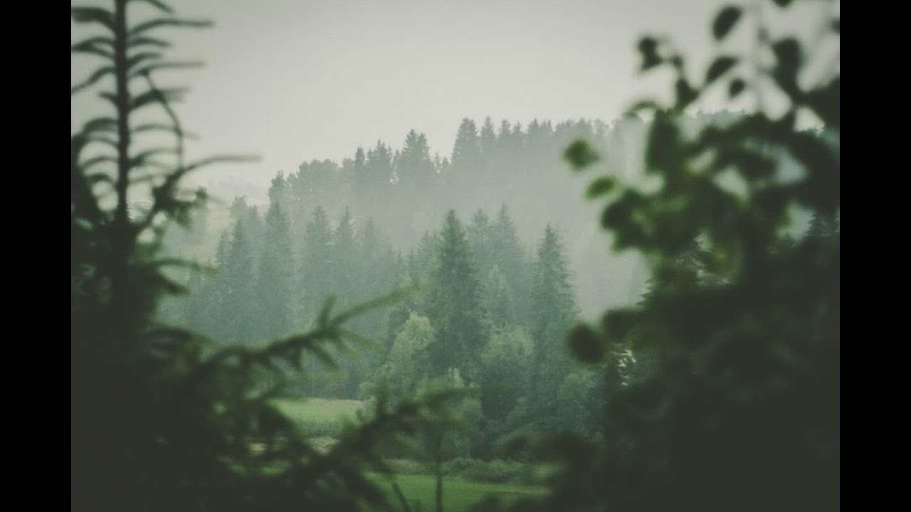 rain sounds in the forest for sleeping and relaxing
