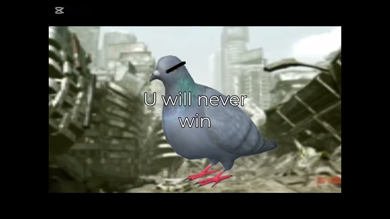 The bird conflict