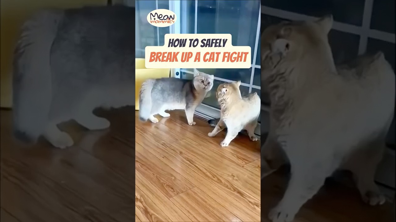 How to Safely Break Up a Cat Fight   #catfight #catbehavior #catsafety