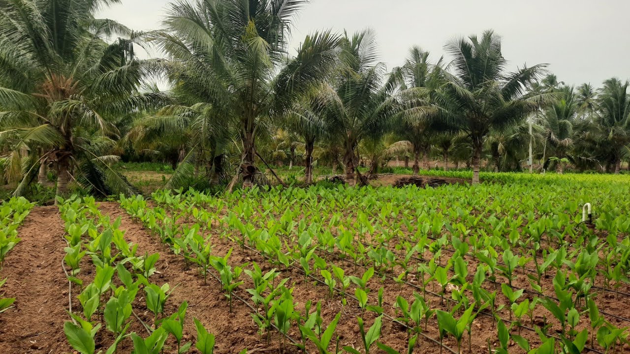 மஞ்சள் காட்டு மைனா 3.25 ஏக்கர்   23 அடி தடத்தில் விற்பனைக்கு          #agriculture #realeastate 