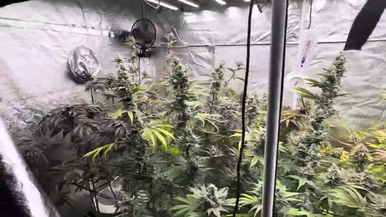 In house genetics and Barney&rsquo;s farm.