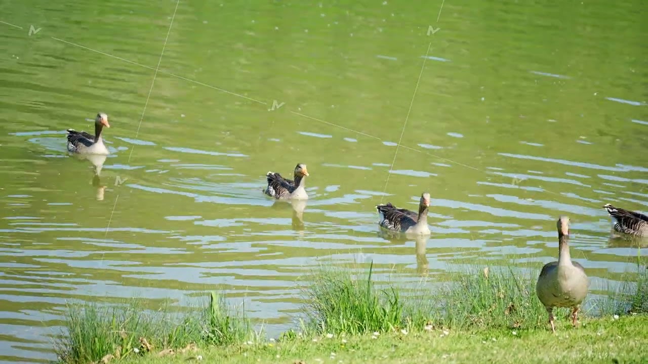 Serene Ducks Swimming Gracefully in a Beautifully Tranquil Pond Surrounded by Nature