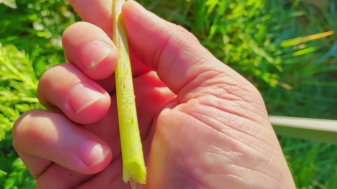 Poison Hemlock (Conium Maculatum) - Foraging UK -